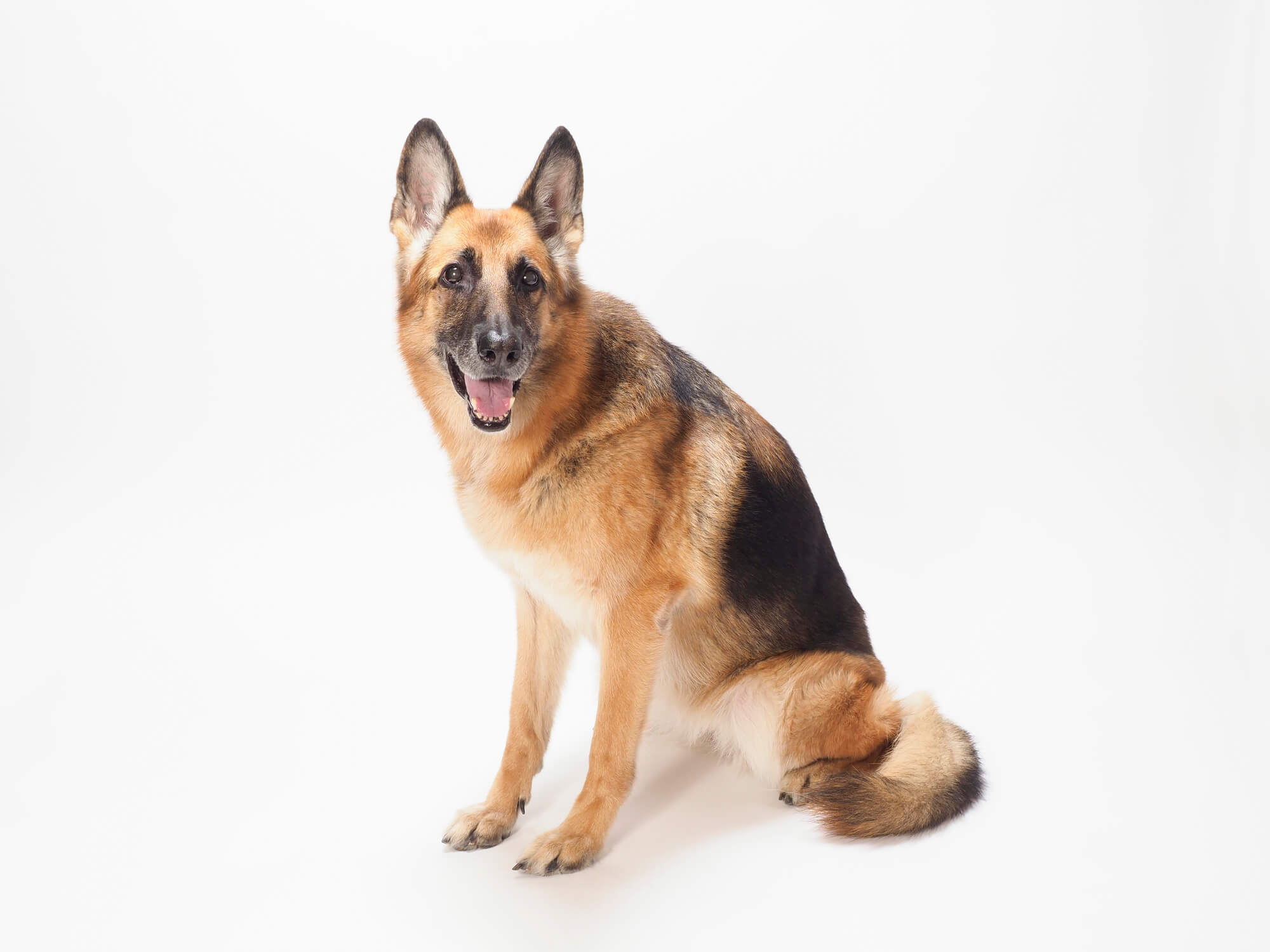 ジャーマンシェパードはどんな犬種？まず知っておきたい基礎知識